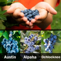 3-in-1 Blueberry Bush (Southern Highbush) -Blossom Berry Shop 3 up Southern 2 Austin
