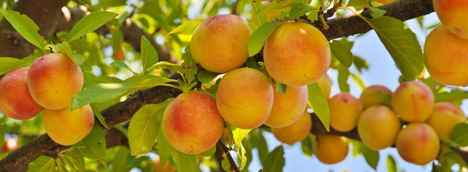 Blossom Berry Shop -Blossom Berry Shop 63be20abee57324feedc7721 peach 1