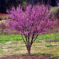 Ace Of Hearts Redbud Tree -Blossom Berry Shop Ace of Hearts 1