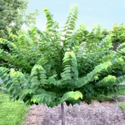 Ace Of Hearts Redbud Tree -Blossom Berry Shop Ace of Hearts 2