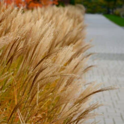 Adagio Maiden Grass -Blossom Berry Shop Adagio Madien Grass 7 FGT