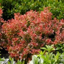 Admiration Barberry Shrub -Blossom Berry Shop Admiration Barberry 1