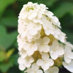 Alice Oakleaf Hydrangea -Blossom Berry Shop Alice Oakleaf Hydrangea 2