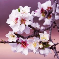 All-in-One Almond Tree -Blossom Berry Shop All in One Almond 3 213f37af fac9 49c5 8a19 0aa42ca679e9