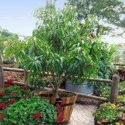 Alphonso Mango 9 Alphonso Mango -Blossom Berry Shop Alphonso Mango 1 FGT