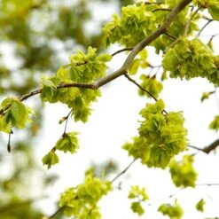 American Elm Tree -Blossom Berry Shop American Elm Tree 8
