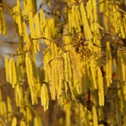 American Hazelnut Filbert -Blossom Berry Shop American Hazelnut 2