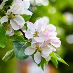 Anna Apple Tree -Blossom Berry Shop Anna Apple 1 6ac817cf 0936 4957 bb7e 4a35df104b72