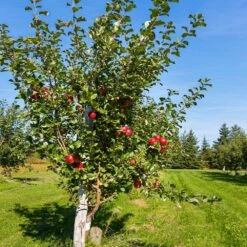 Anna Apple Tree -Blossom Berry Shop Anna Apple 5 18fd1efa 6104 495b b124 94041e7fae48