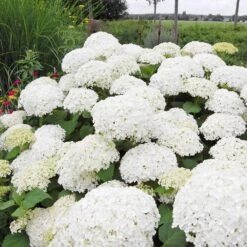 Annabelle Hydrangea Shrub -Blossom Berry Shop Annabelle Hydrangea 1 FGT