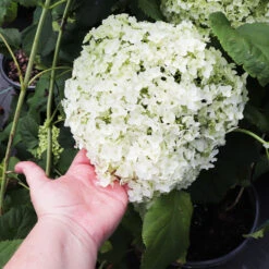 Annabelle Hydrangea Shrub -Blossom Berry Shop Annabelle Hydrangea 3