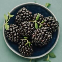 Apache Blackberry - USDA Organic -Blossom Berry Shop Apache Blackberry 450 D2 0178c099 4324 413f a424 048cda519a64