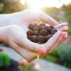 Blossom Berry Shop 35 Blossom Berry Shop -Blossom Berry Shop Apache Blackberry 450 MAINIMAGE eaca6133 607e 48e9 a212 66ed161448a3