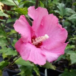 Aphrodite Rose Of Sharon Althea Shrub -Blossom Berry Shop Aphrodite Rose of Sharon 1