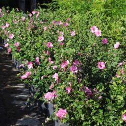 Aphrodite Rose Of Sharon Althea Shrub -Blossom Berry Shop Aphrodite Rose of Sharon 6 FGT