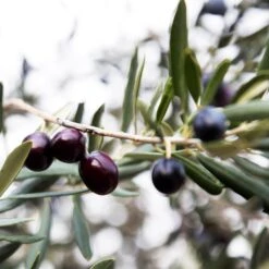 Arbequina Olive Tree - USDA Organic -Blossom Berry Shop Arbequina Olive 2 FGT 59db1ad0 ae94 44e8 a3fd ed29b67f0ba4