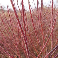 Arctic Fire® Red Twig Dogwood -Blossom Berry Shop Arctic Fire Twig Dogwood 3