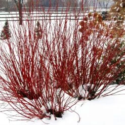 Arctic Fire® Red Twig Dogwood -Blossom Berry Shop Arctic Fire Twig Dogwood 5 FGT