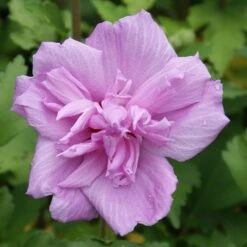 Ardens Rose Of Sharon Althea Shrub -Blossom Berry Shop Ardens Rose of Sharon 3