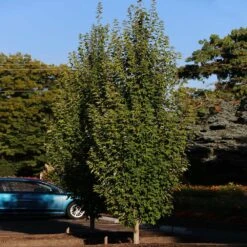 Armstrong Gold® Maple 9 Armstrong Gold® Maple -Blossom Berry Shop Armstrong Gold 3