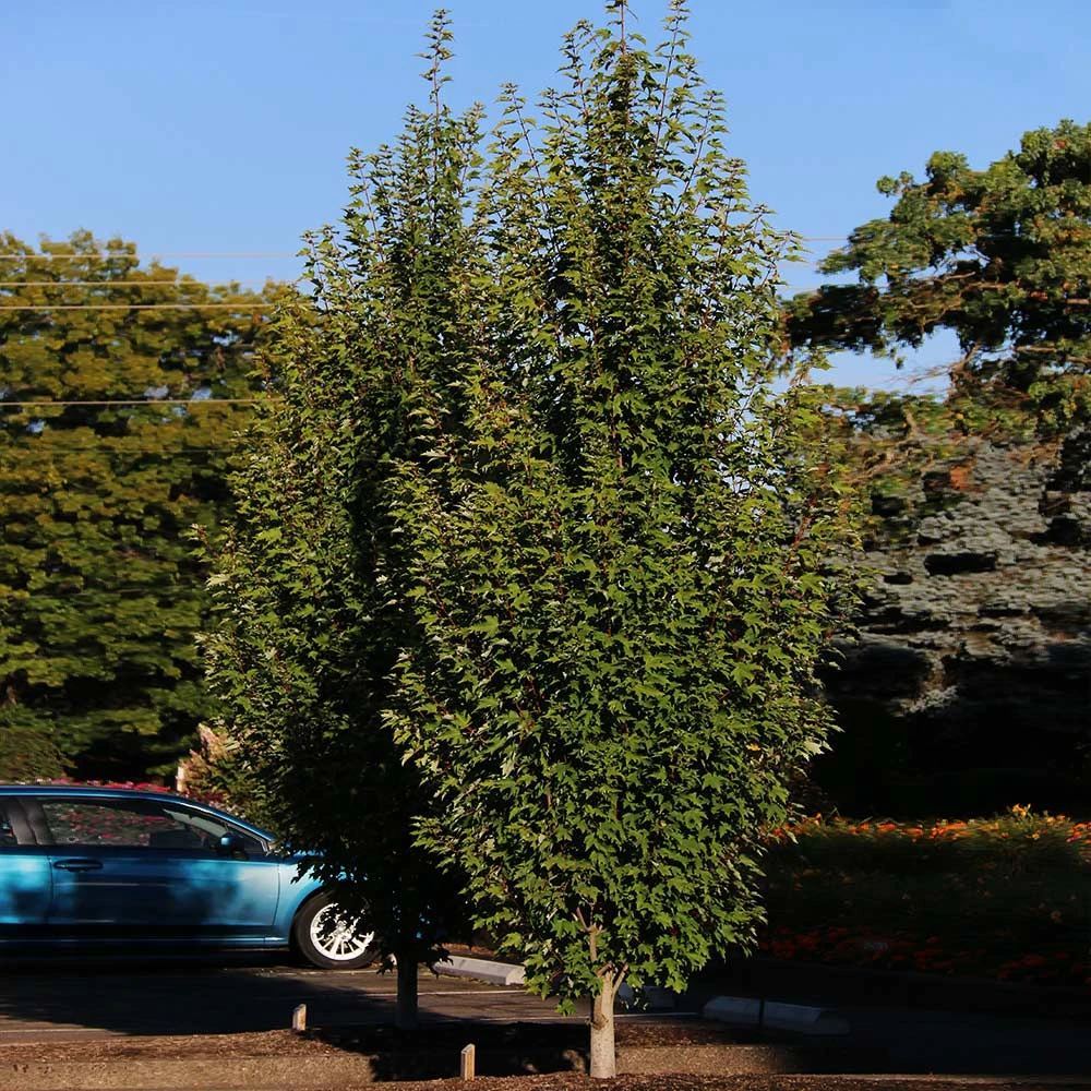 Armstrong Gold® Maple 5 Armstrong Gold® Maple - Image 5