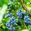 Aurora Blueberry Bush - USDA Organic