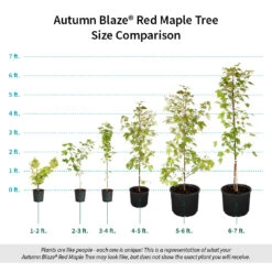 Autumn Blaze® Red Maple Tree 15 Autumn Blaze® Red Maple Tree -Blossom Berry Shop Autumn Blaze Red Maple Size Comparison ugc test
