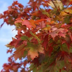 Autumn Blaze® Red Maple Tree 13 Autumn Blaze® Red Maple Tree -Blossom Berry Shop Autumn Blaze Maple 1 FGT 02e73945 a16c 4061 b9a0 6b4cb44f5bb6