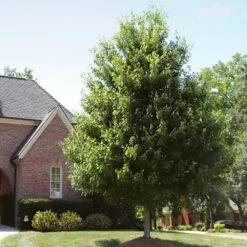 Autumn Blaze® Red Maple Tree 14 Autumn Blaze® Red Maple Tree -Blossom Berry Shop Autumn Blaze Maple 2 FGT