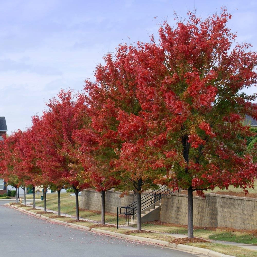 Autumn Blaze® Red Maple Tree 5 Autumn Blaze® Red Maple Tree - Image 5