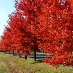 Autumn Blaze® Red Maple Tree 11 Autumn Blaze® Red Maple Tree -Blossom Berry Shop Autumn Blaze Maple FGT