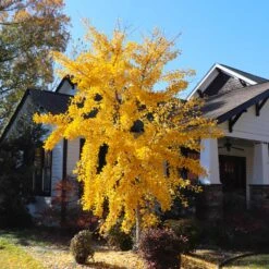 Autumn Gold Ginkgo Tree -Blossom Berry Shop Autumn Gold Ginkgo Biloba 8