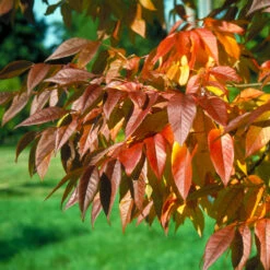 Autumn Purple Ash Tree -Blossom Berry Shop Autumn Purple ash 5