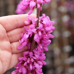 Avondale Redbud Tree -Blossom Berry Shop Avodale redbud 4