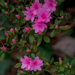 Karen Azalea Shrub -Blossom Berry Shop Azalea Karen 1