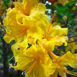 Lemon Lights Azalea Shrub -Blossom Berry Shop Azalea Lemon lights 2