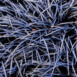 Black Mondo Grass -Blossom Berry Shop BLack Mondo Grass 1 FGT