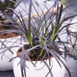 Black Mondo Grass -Blossom Berry Shop BLack Mondo Grass 4 FGT