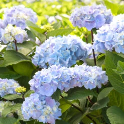 Blue Enchantress® Hydrangea -Blossom Berry Shop BLue Enchantress Hydrangea 2 FGT