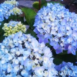 Blue Enchantress® Hydrangea -Blossom Berry Shop BLue Enchantress Hydrangea 4 FGT