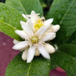 Buddha's Hand Citron Tree -Blossom Berry Shop BUddhas Hand Citrus 4 b5693898 6a3b 4724 b4fc 03ef34337a89