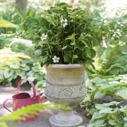 Bushel And Berry® Baby Cakes Blackberry® -Blossom Berry Shop Baby Cakes Blackberry 1