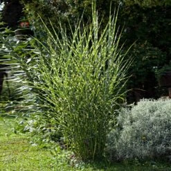 Miscanthus Bandwidth (Chinese Silver Grass) -Blossom Berry Shop Bandwidth Maiden Grass 1