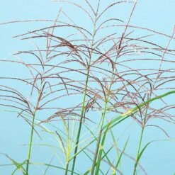 Miscanthus Bandwidth (Chinese Silver Grass) -Blossom Berry Shop Bandwidth Maiden Grass 2