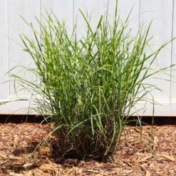 Miscanthus Bandwidth (Chinese Silver Grass) -Blossom Berry Shop Bandwidth Maiden Grass 4