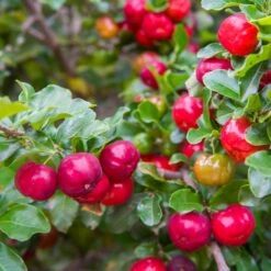 Barbados 'Acerola' Cherry -Blossom Berry Shop Barbadoes Cherry 2 FGT