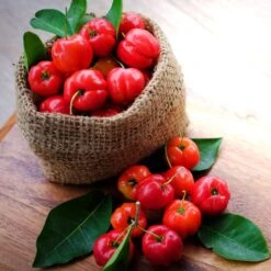 Barbados 'Acerola' Cherry -Blossom Berry Shop Barbadoes Cherry 4 FGT