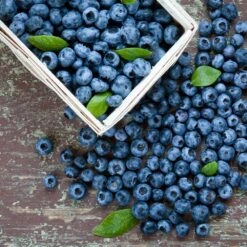 Biloxi Blueberry Bush -Blossom Berry Shop Biloxi Blueberry 1