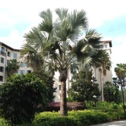 Bismarck Palm Tree -Blossom Berry Shop Bismark palm 2 FGT