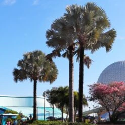 Bismarck Palm Tree -Blossom Berry Shop Bismark palm 7